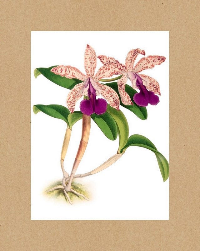 Maison+House Wall of Orchids : 20 Rare Botanical Prints to Frame (Poster)