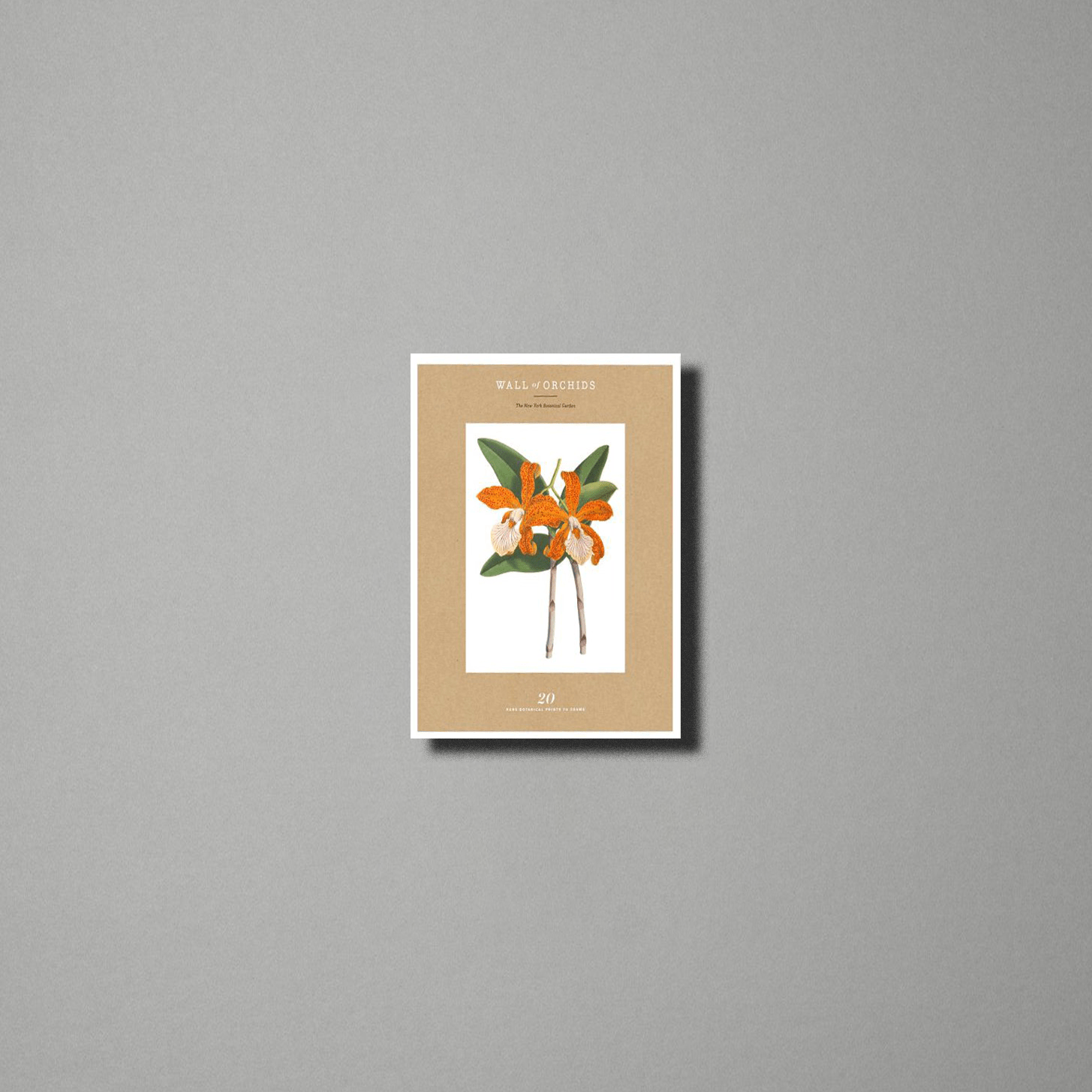Wall of Orchids : 20 Rare Botanical Prints to Frame (Poster)