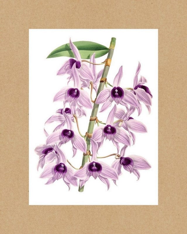 Maison+House Wall of Orchids : 20 Rare Botanical Prints to Frame (Poster)