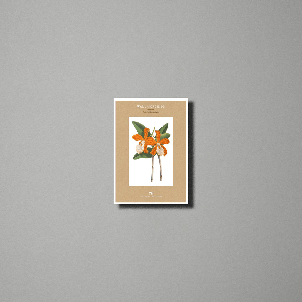 Wall of Orchids : 20 Rare Botanical Prints to Frame (Poster)