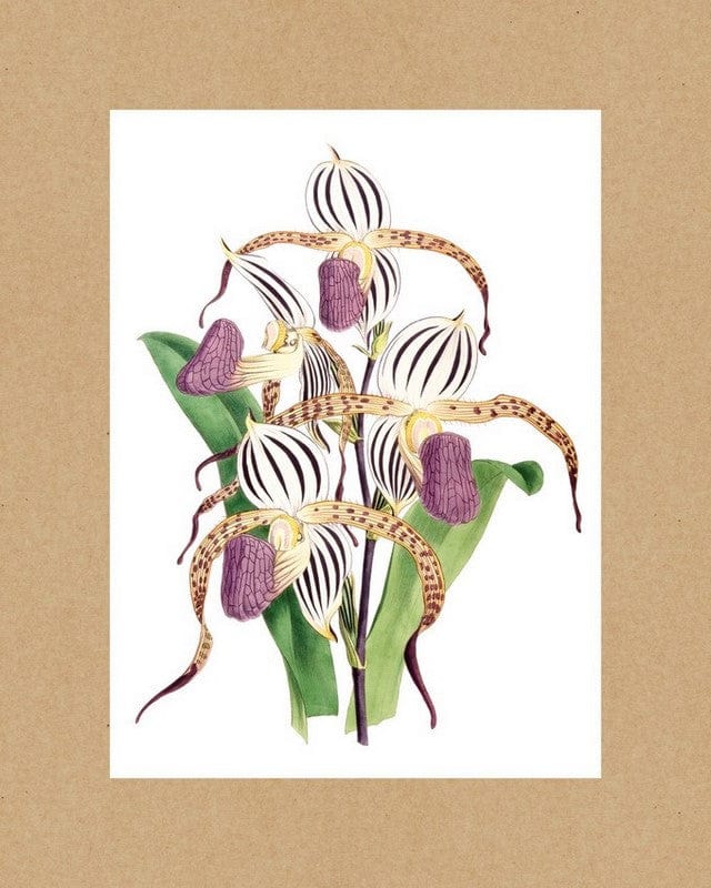 Maison+House Wall of Orchids : 20 Rare Botanical Prints to Frame (Poster)